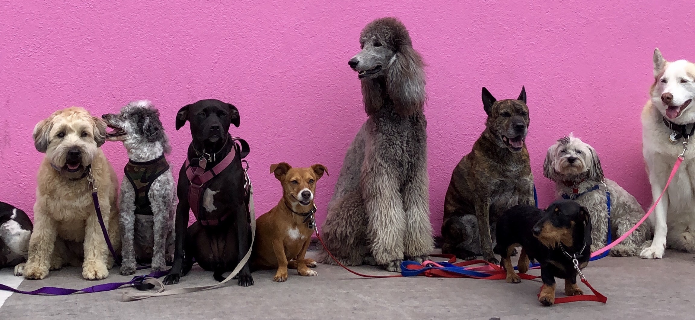 odd laws in hamilton ohio lawyers pet Hoarding